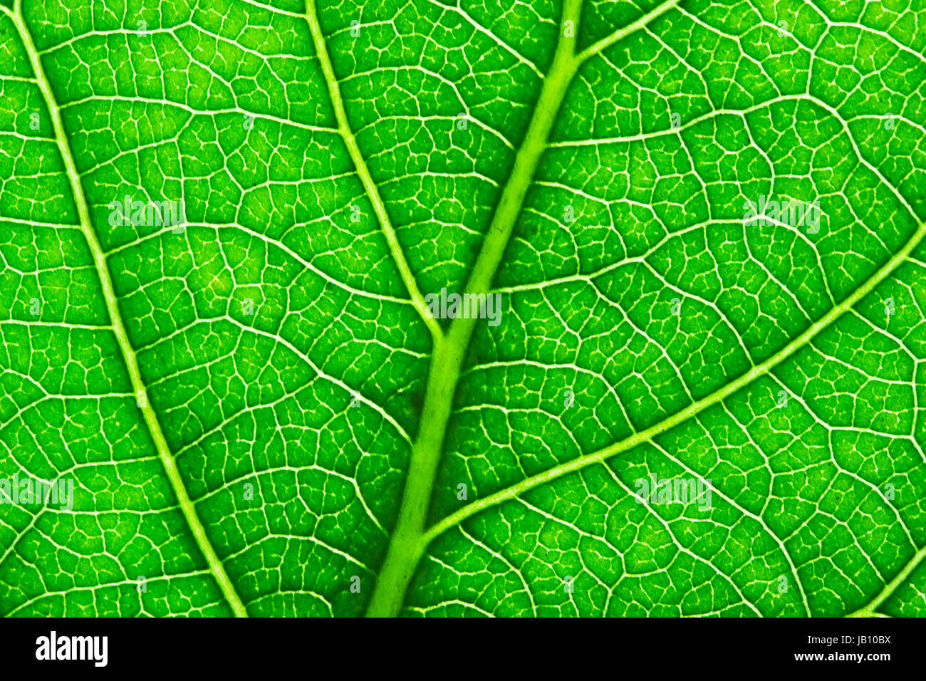 Nice macro photo of big green leaf Stock Photo - Alamy