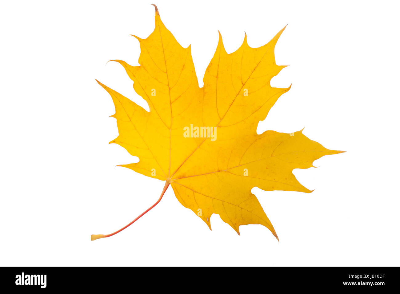 Beautiful maple leaf isolated on white background Stock Photo - Alamy