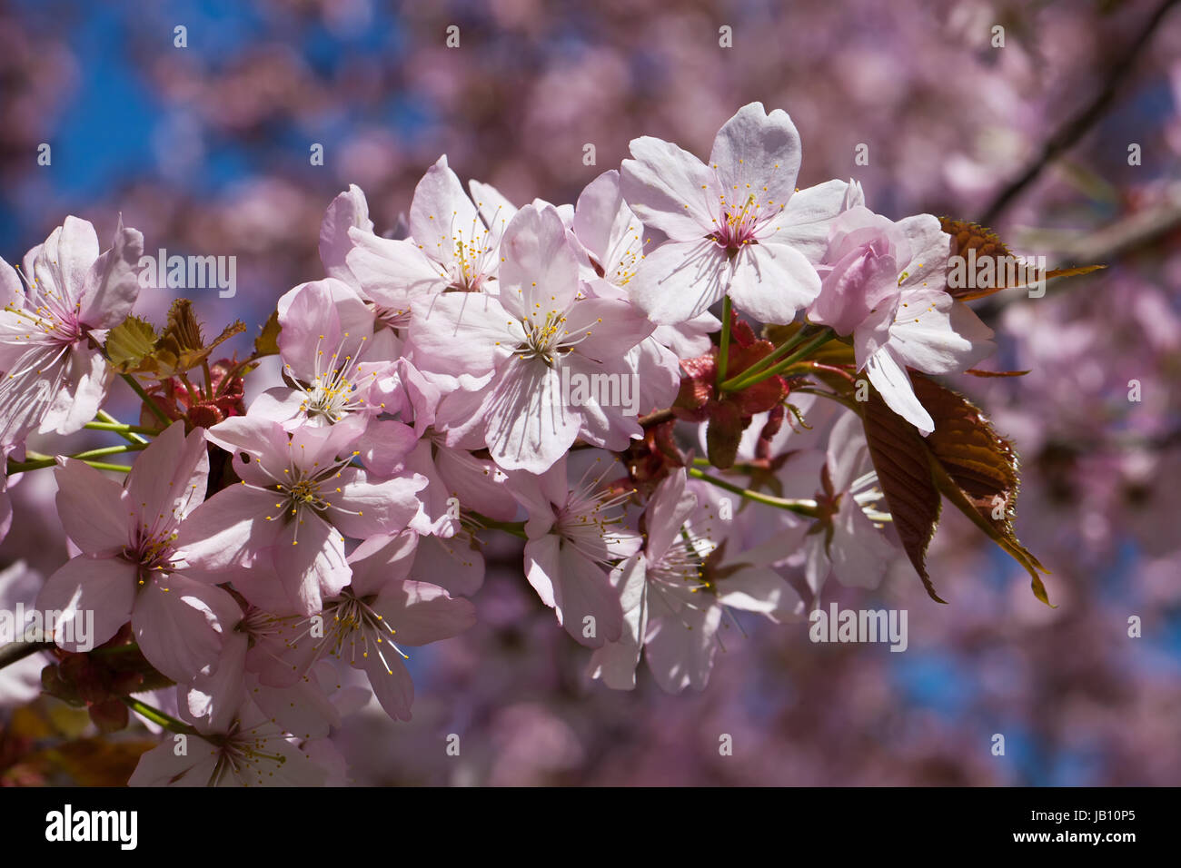Beautiful pink flowers of Cherry blossom or Japanese Sakura in spring ...