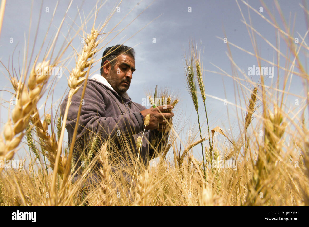 A farmer from the southern Gaza Strip town of Rafah collects wheat for sale on the market.photo by Monther Rasheed/Alamy) Stock Photo