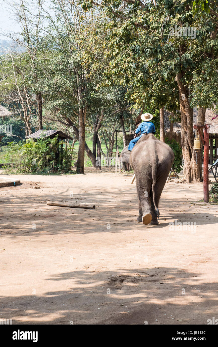 Large elephant with the young mahout is going to the training class in the elephant conservation center,Lampang Thailand. Stock Photo