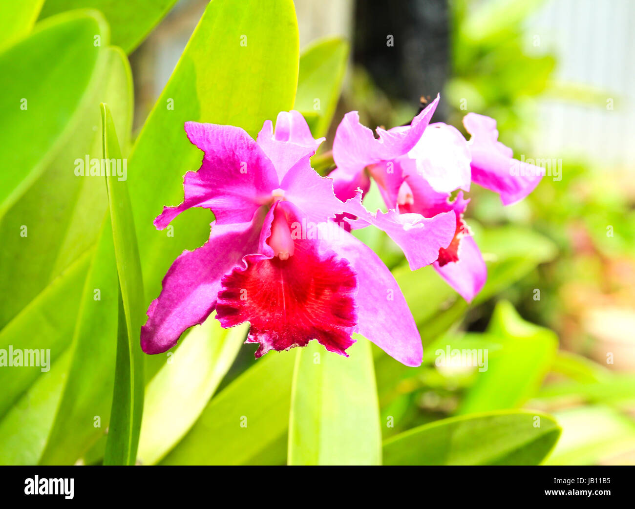 Orchids in Thailand Stock Photo