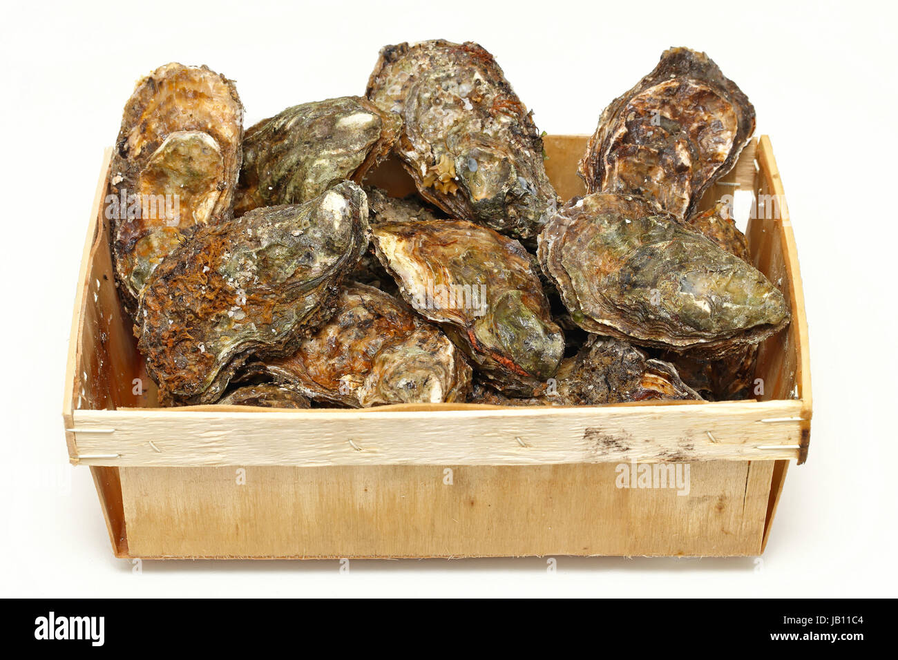Fresh rock oysters seafood clams in crate Stock Photo Alamy