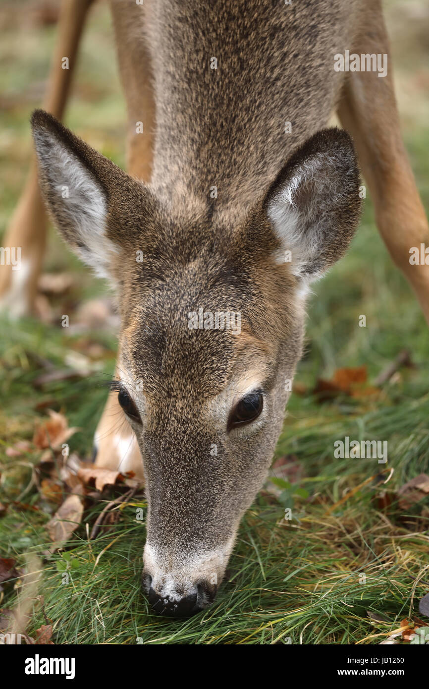 White-tailed deer (Odocoileus virginianus), New York Stock Photo