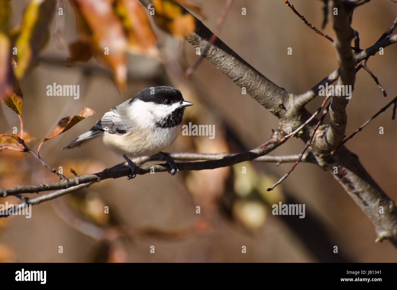 Black-Capped Chickadee perched on a branch in Autumn Stock Photo