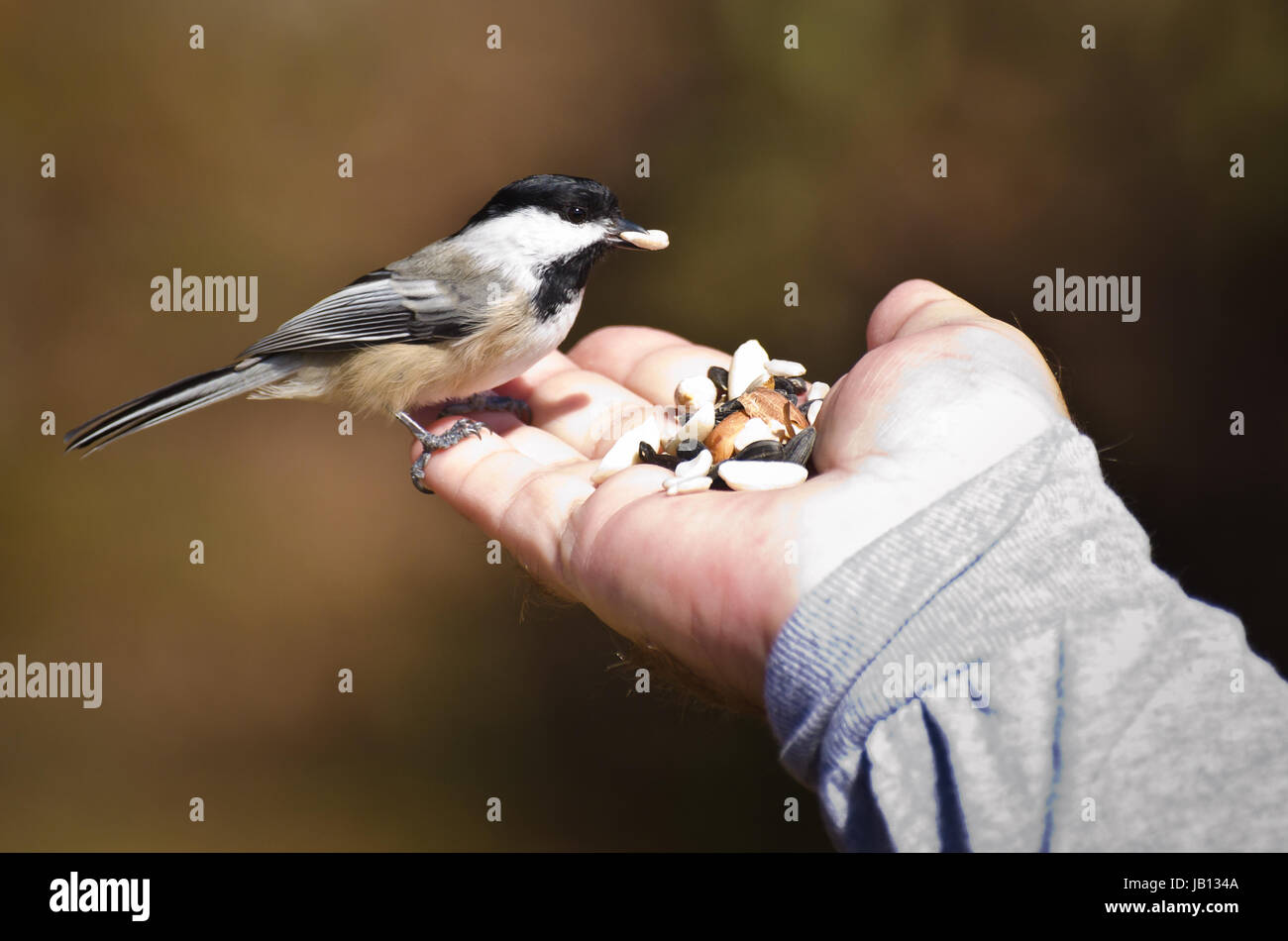 Wild Bird Eating From Hand Stock Photo