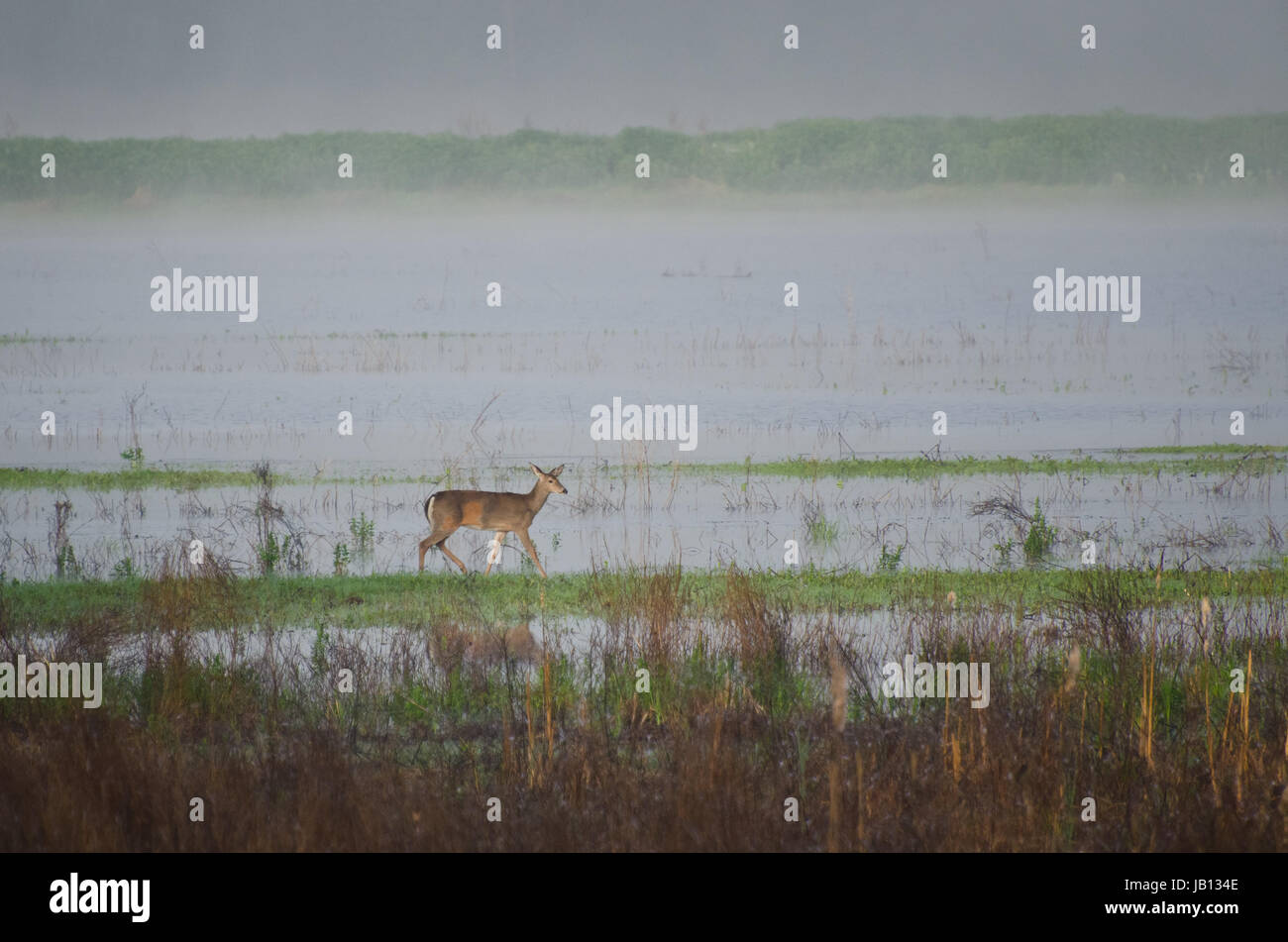 Deer in the Fog Stock Photo - Alamy