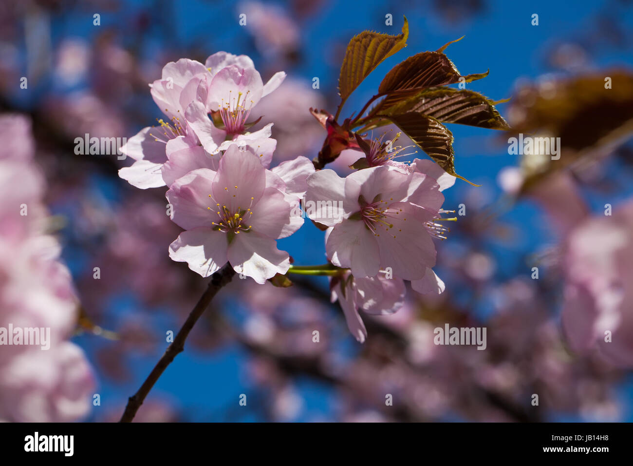 Beautiful pink flowers of Cherry blossom or Japanese Sakura in spring ...