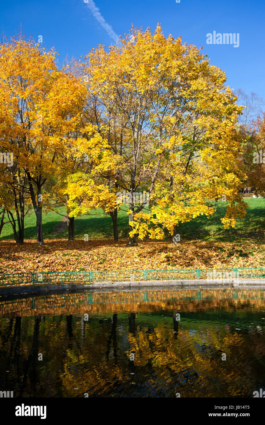 Beautiful photo of autumn maple with golden yellow leaves Stock Photo ...