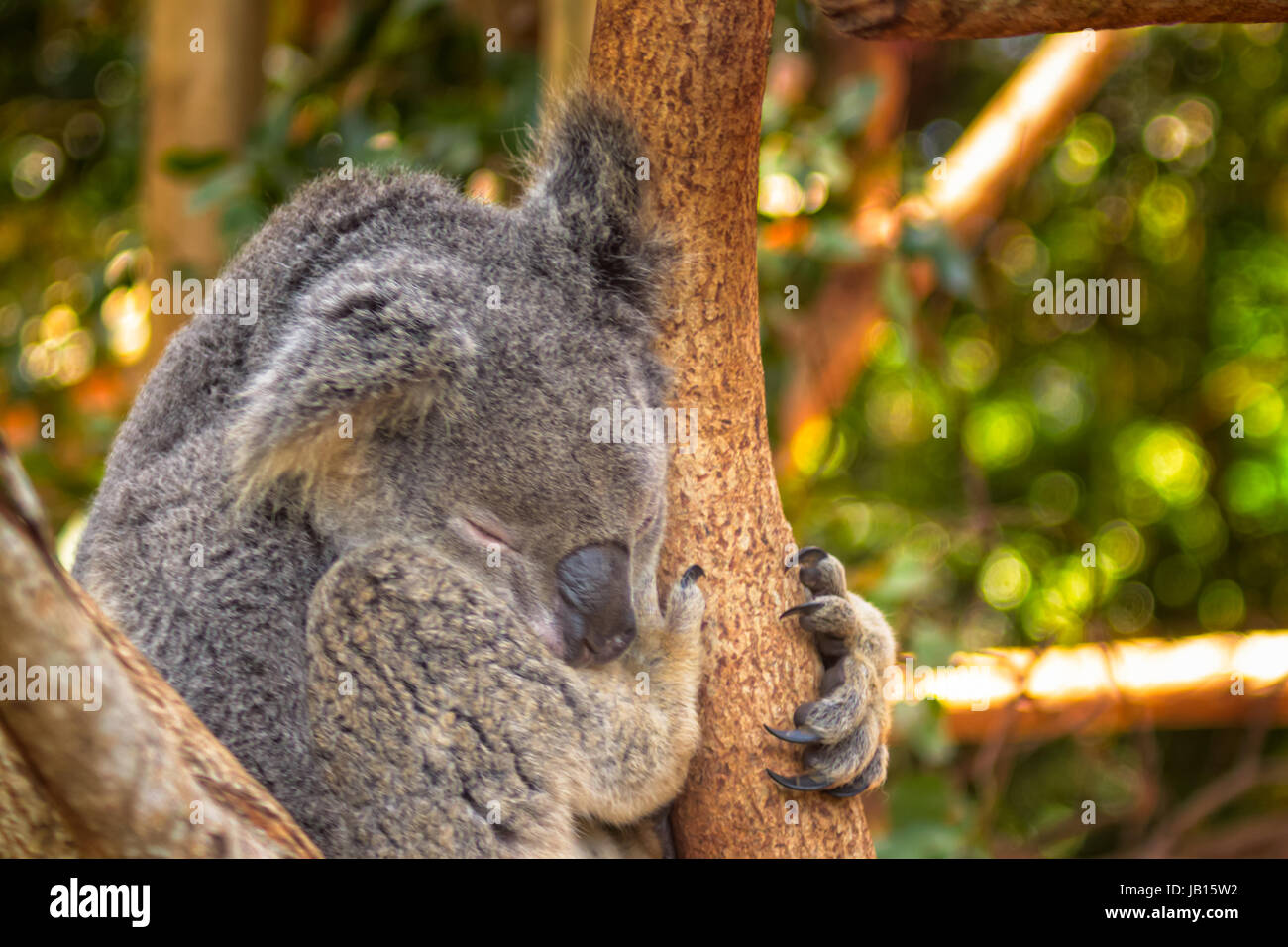A very sleepy koala at the Queensland Zoo in Australia. These animals are  largely sedentary and sleep up to 20 hours a day Stock Photo - Alamy