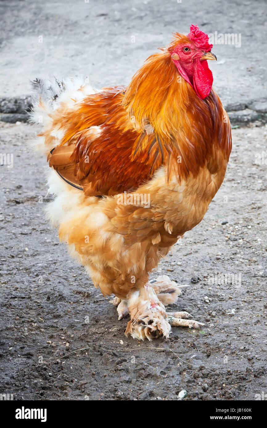 Portrait of big nice Rooster with red comb Stock Photo Alamy