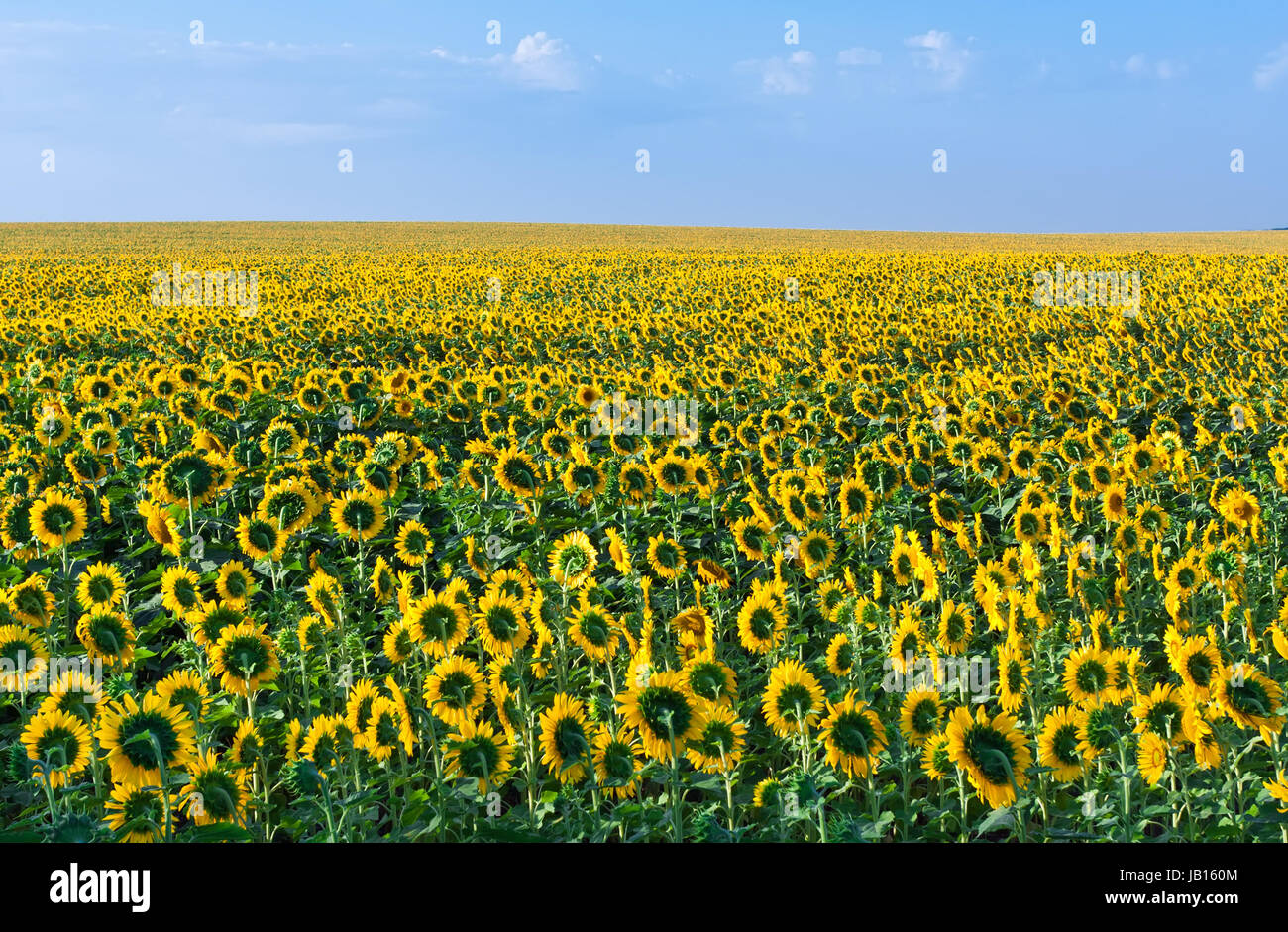 Beautiful blooming field of sunflowers under blue sky Stock Photo - Alamy