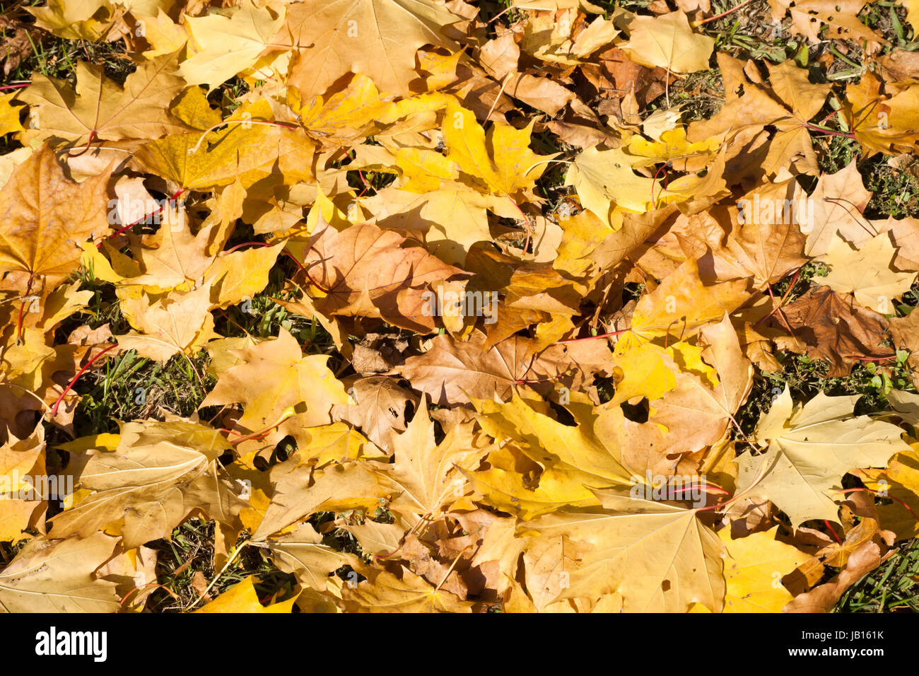 Beautiful photo of autumn golden yellow maple leaves Stock Photo - Alamy