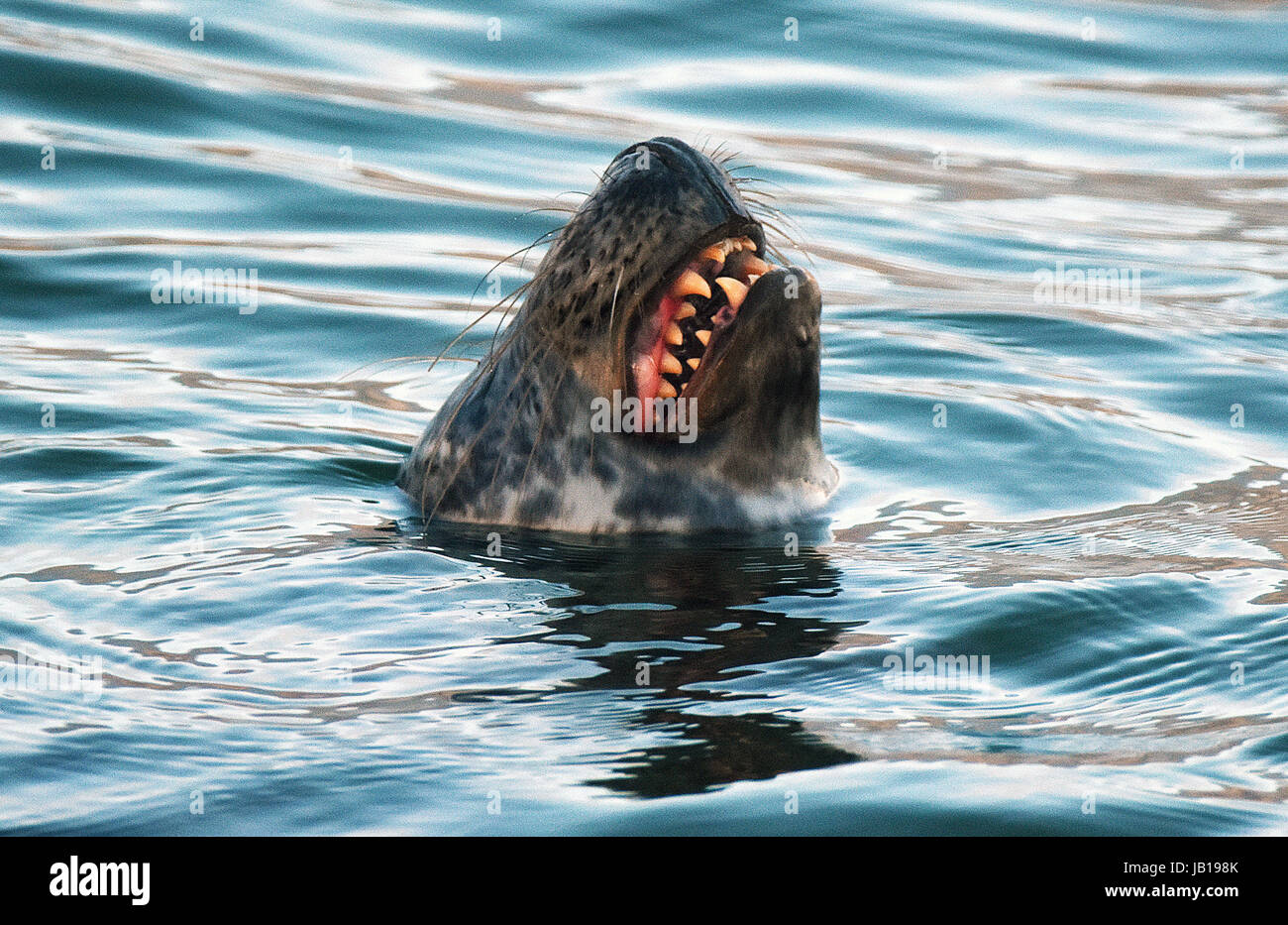 A Seal enjoys the still waters around Plymouth Hoe,Devon,UK. Stock Photo