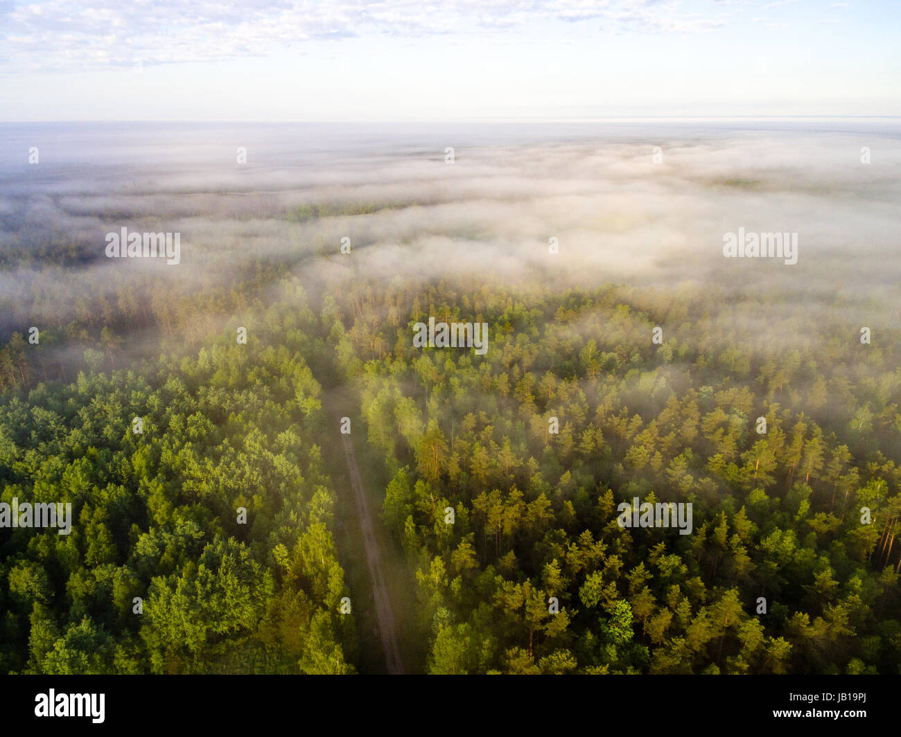 drone image. aerial view of morning mist over green forest in summer ...