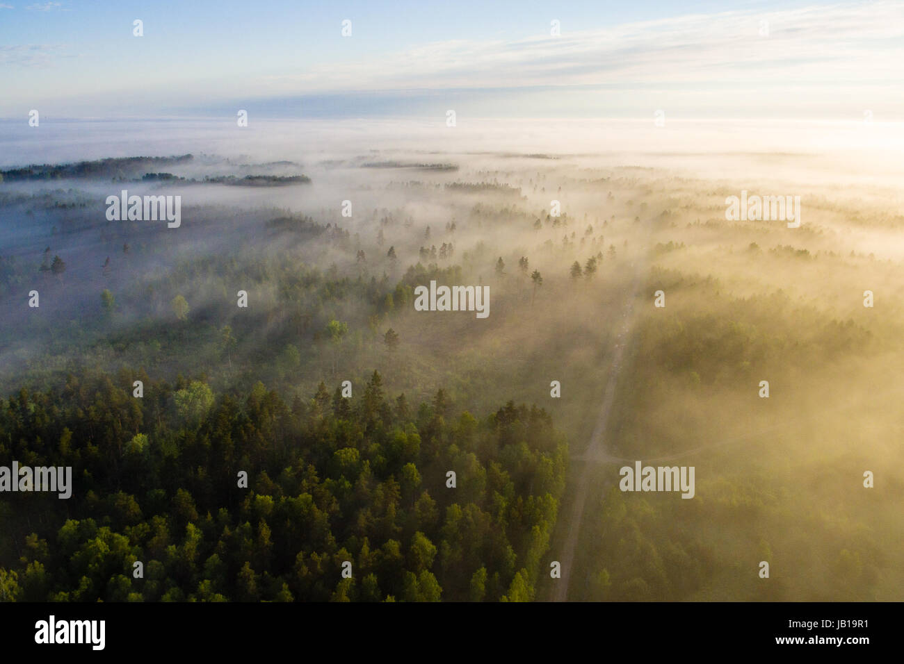 drone image. aerial view of morning mist over green forest in summer ...