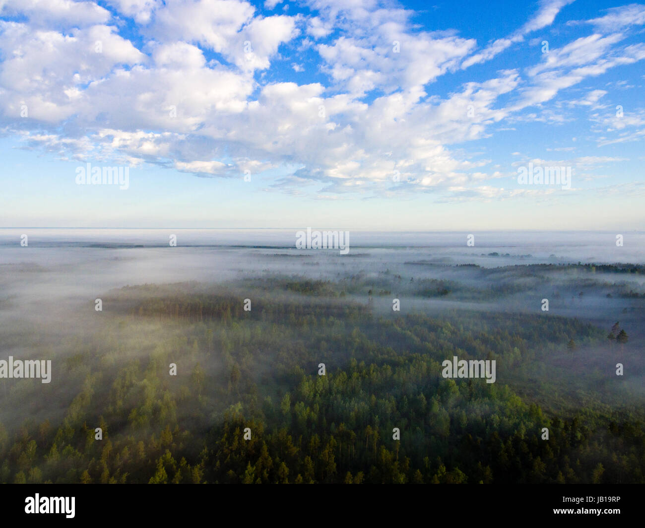 drone image. aerial view of morning mist over green forest in summer ...