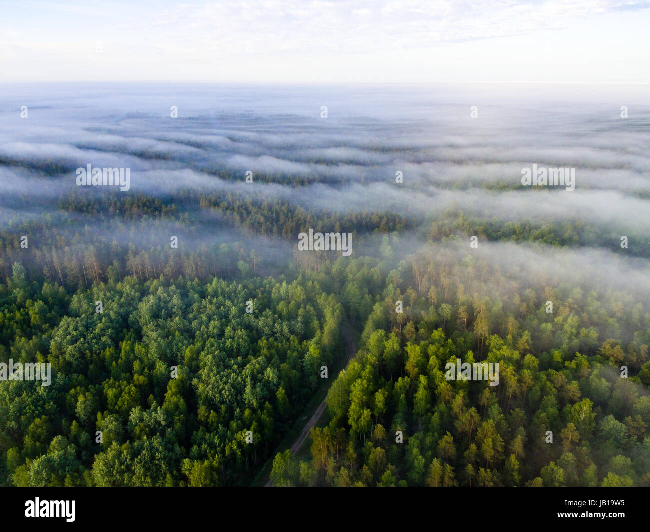 drone image. aerial view of morning mist over green forest in summer ...