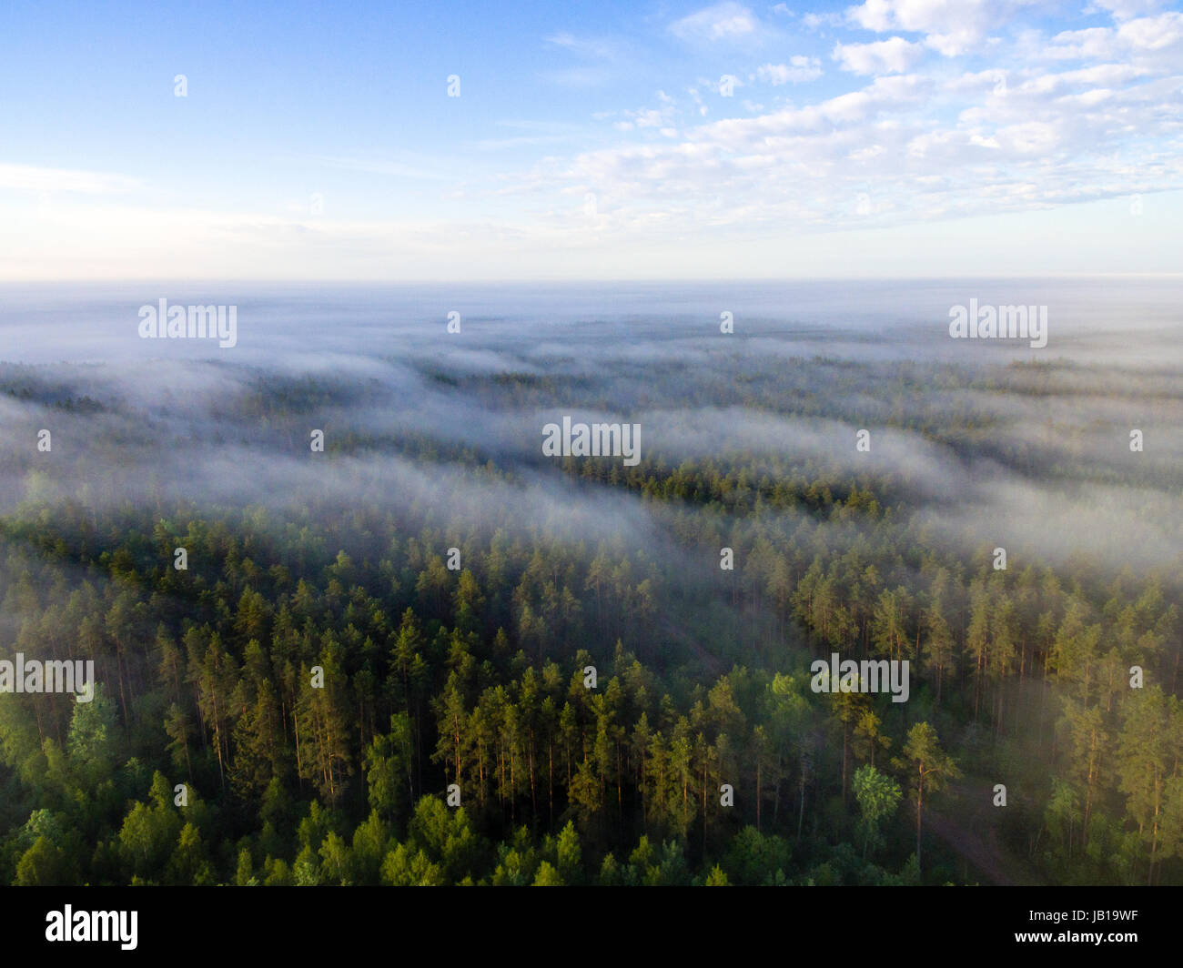 drone image. aerial view of morning mist over green forest in summer ...