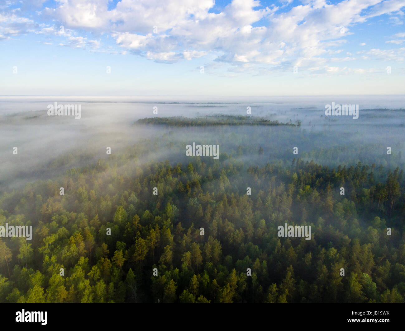 drone image. aerial view of morning mist over green forest in summer ...