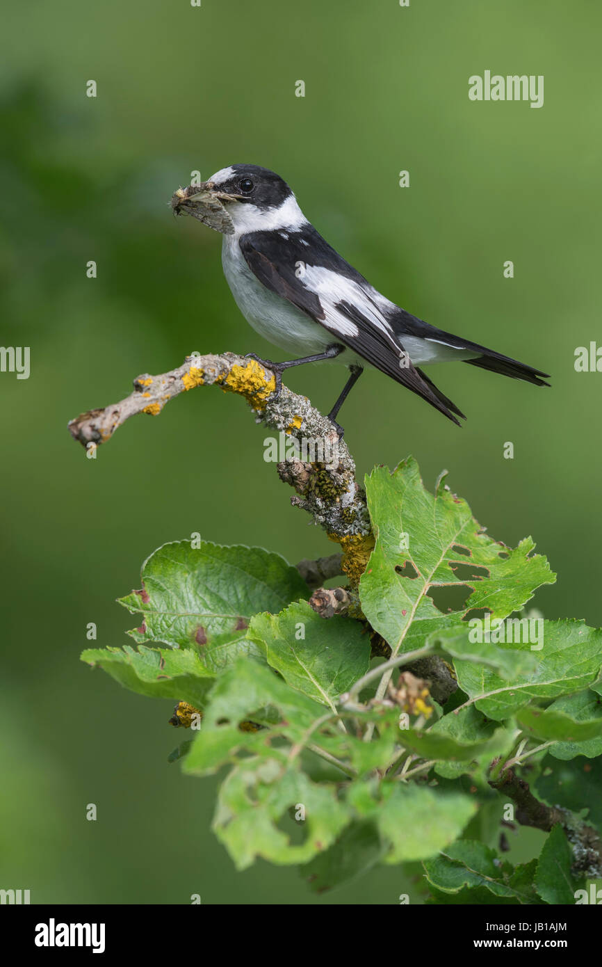 Collared flycatcher (Ficedula albicollis), male with captured insect, moth, Biosphere Reserve Swabian Alb, Baden-Württemberg Stock Photo