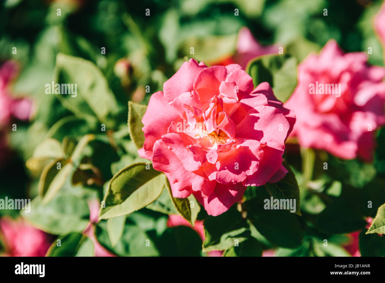 Beautiful Pink Rose Garden In Summer Stock Photo - Alamy