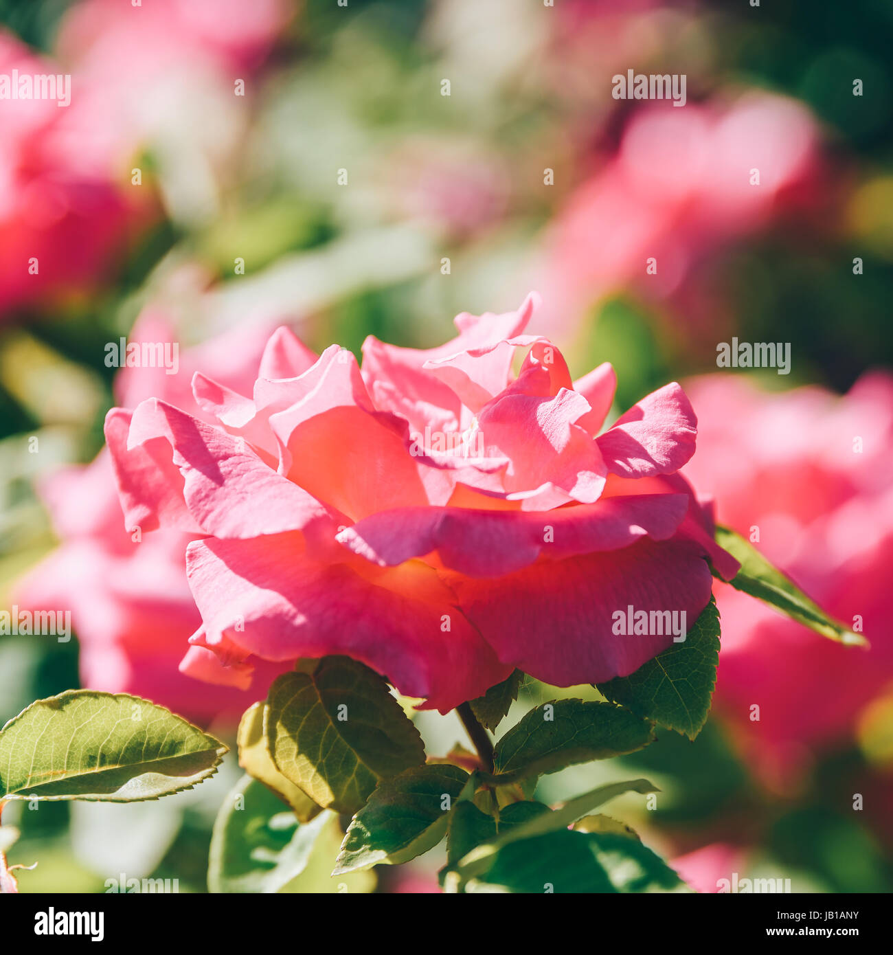 Beautiful Pink Rose Garden In Summer Stock Photo - Alamy