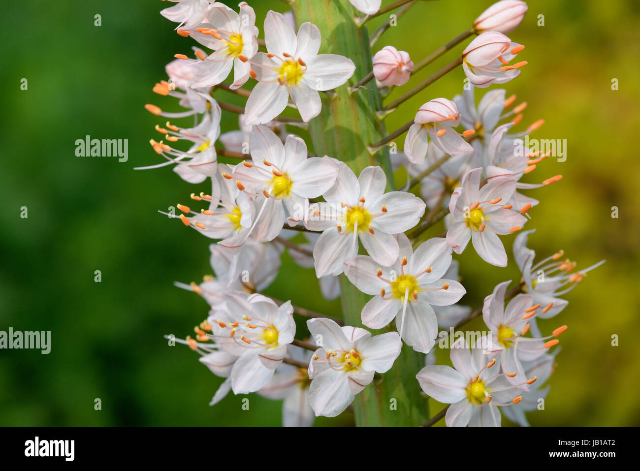 Foxtail lily (Eremurus robustus), detail of inflorescence, North Rhine-Westphalia, Germany Stock Photo