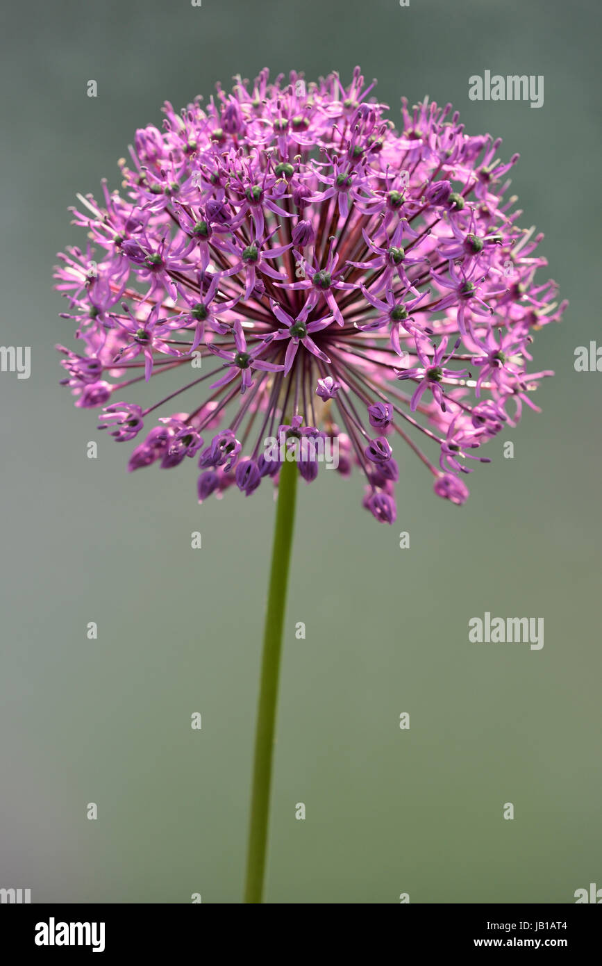 Ornamental leek allium sp hi-res stock photography and images - Alamy