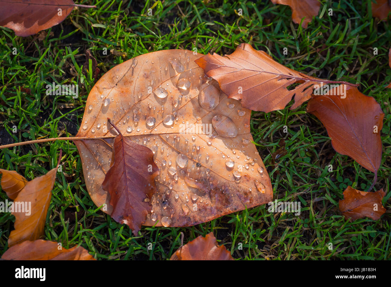 Golden autumn leaves on ground hi-res stock photography and images - Alamy