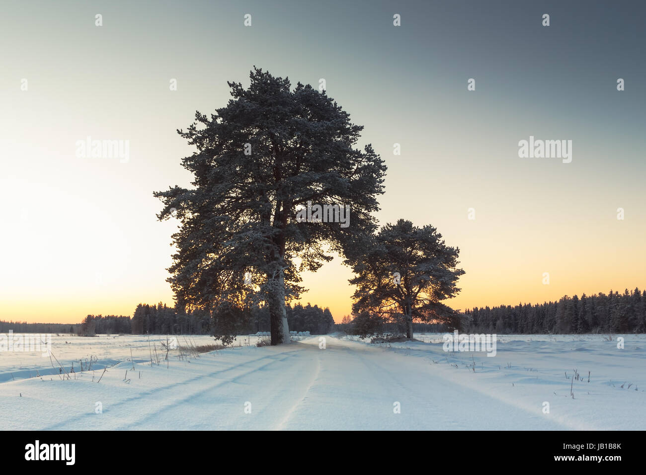 A snow covered road to the fields in the rural Finland. The tall pine ...