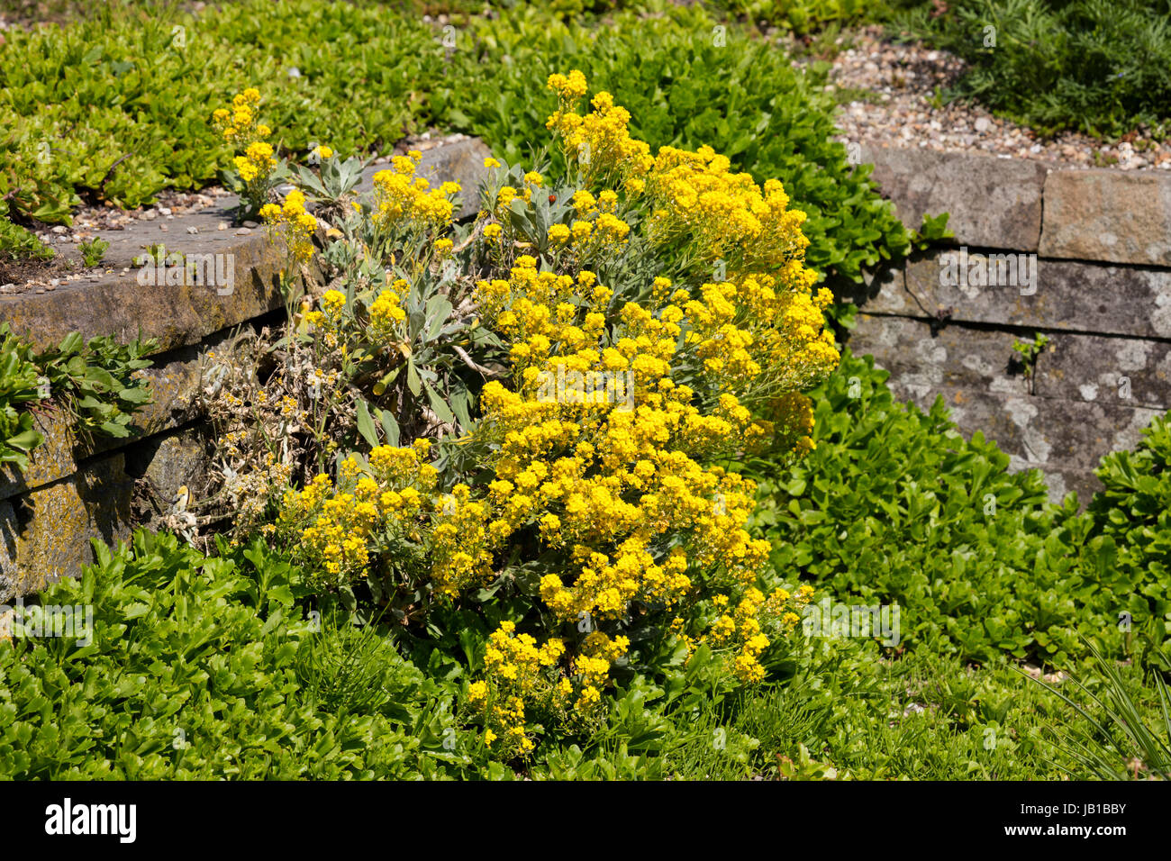 Alyssum (Alyssum), rock garden plant, North Rhine-Westphalia, Germany Stock Photo
