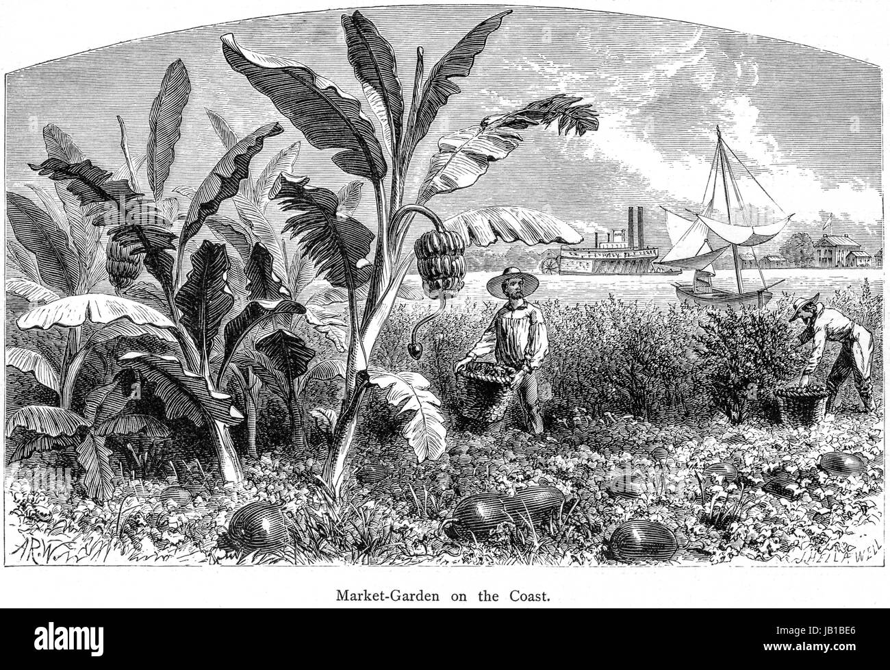 Engraving of a Market Garden on the Coast of the Lower Mississippi scanned at high resolution from a book printed in 1872.  Believed copyright free. Stock Photo