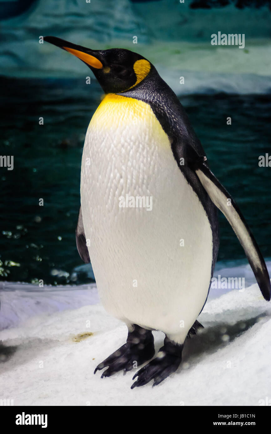 A tall emperor penguin stand tall at the Sea World Australia in the