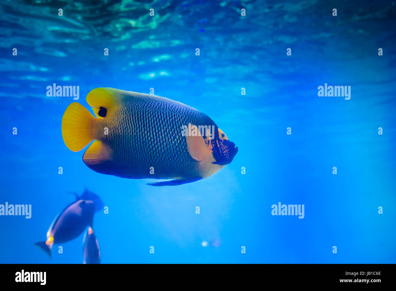 A beautiful fish swimming in the pool at the Sea World Australia, Gold