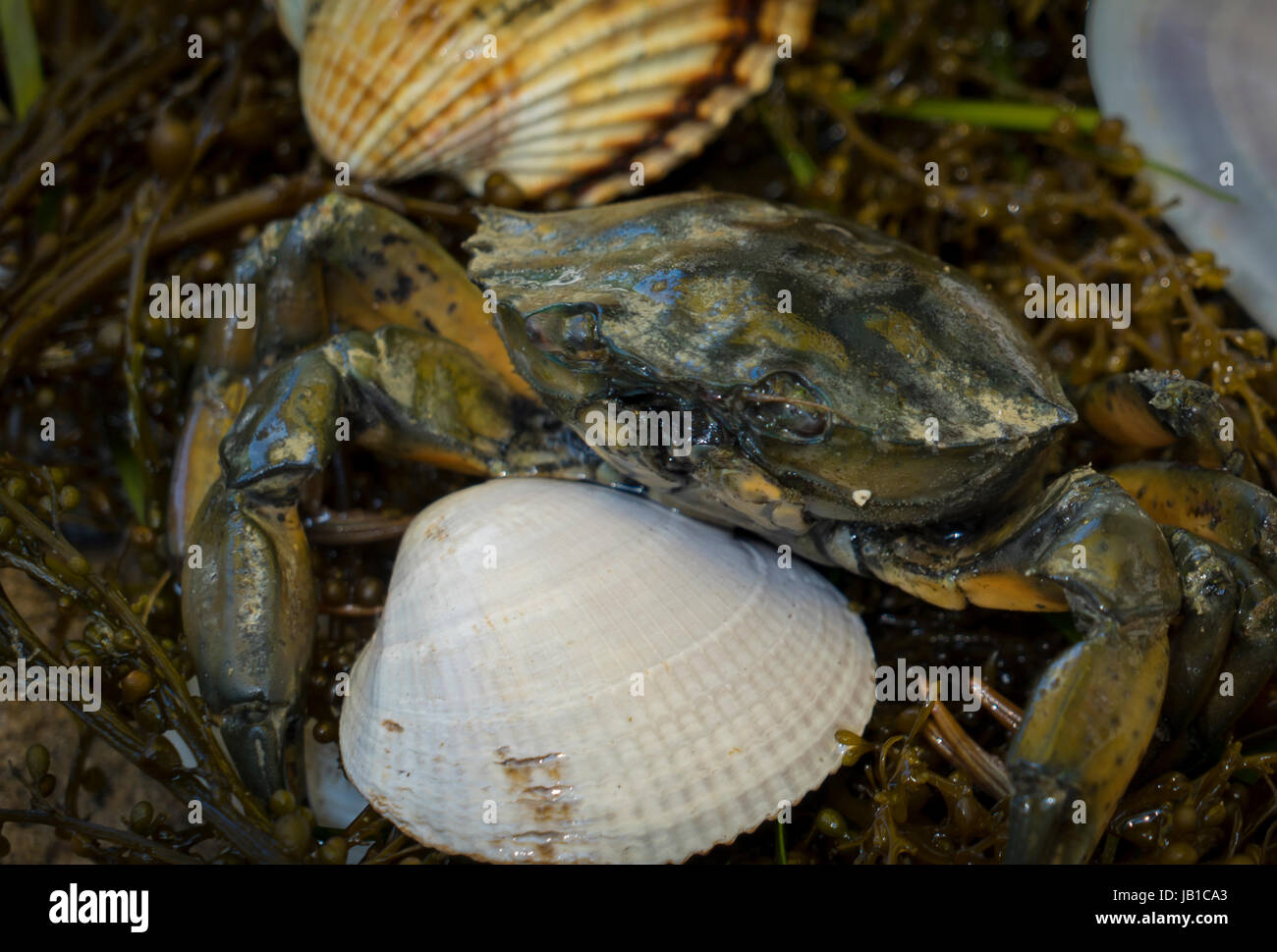 crabs on the dirty sand background with seashells , mussels and shrimps Stock Photo