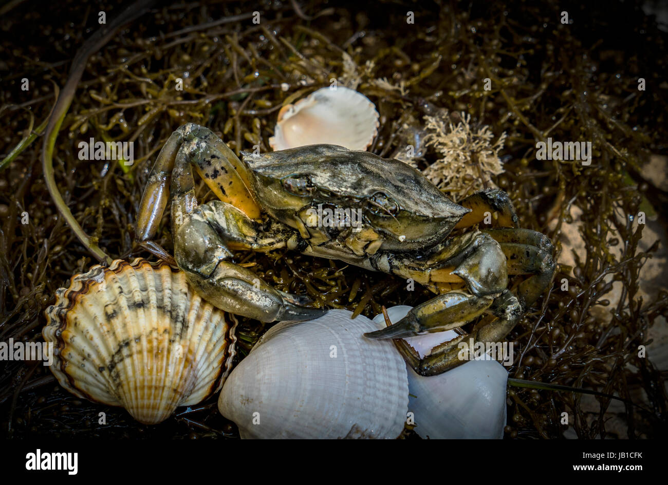 crabs on the dirty sand background with seashells , mussels and shrimps Stock Photo