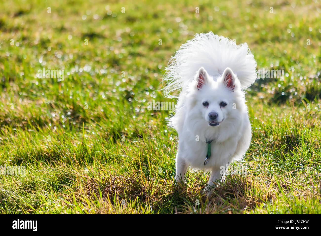 Weißer Spitz Hund rennt auf dem Feld Stock Photo - Alamy