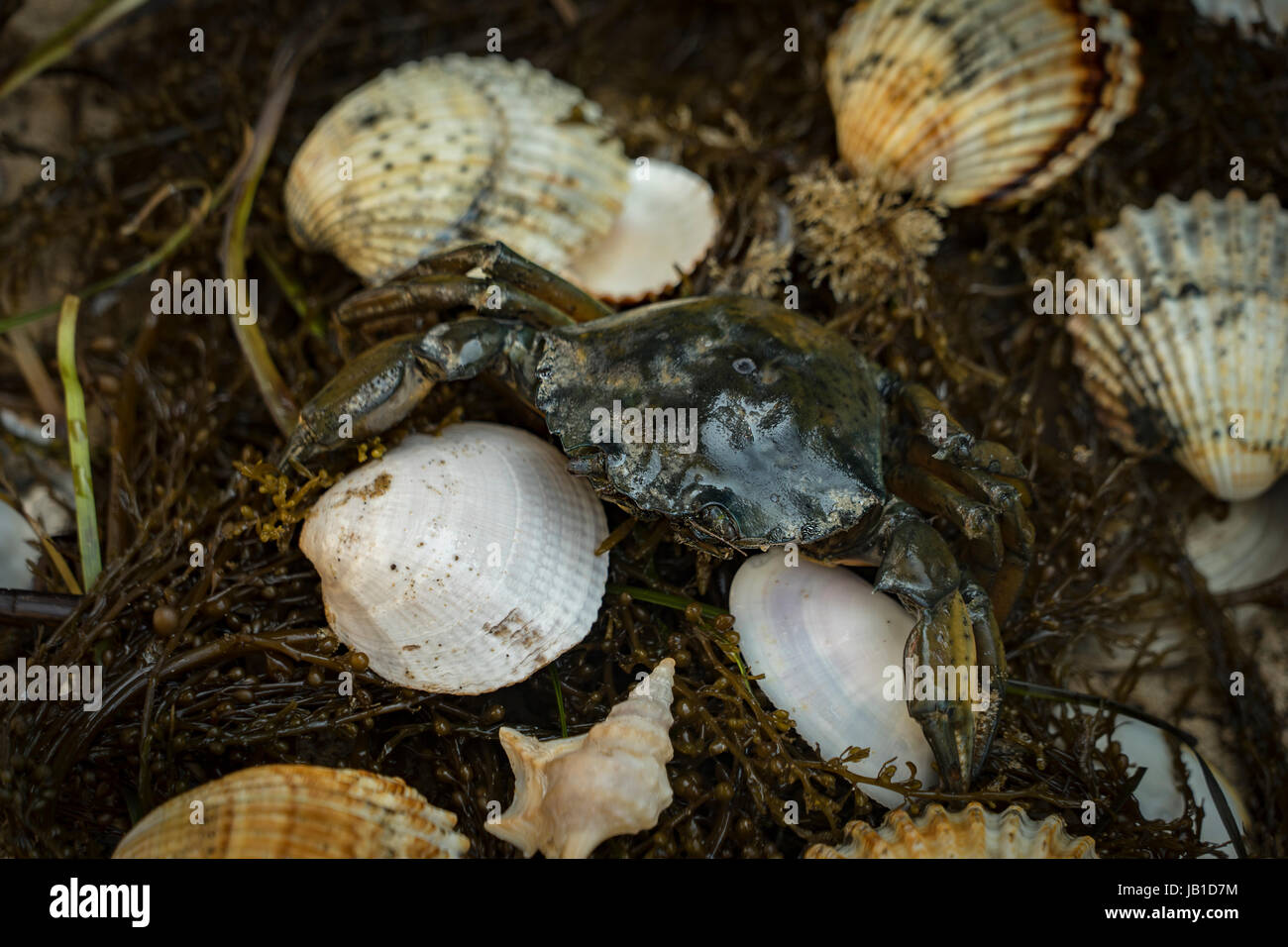 crabs on the dirty sand background with seashells , mussels and shrimps Stock Photo