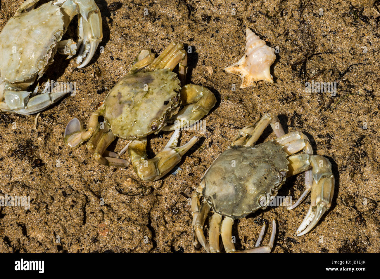 crabs on the dirty sand background with seashells , mussels and shrimps Stock Photo