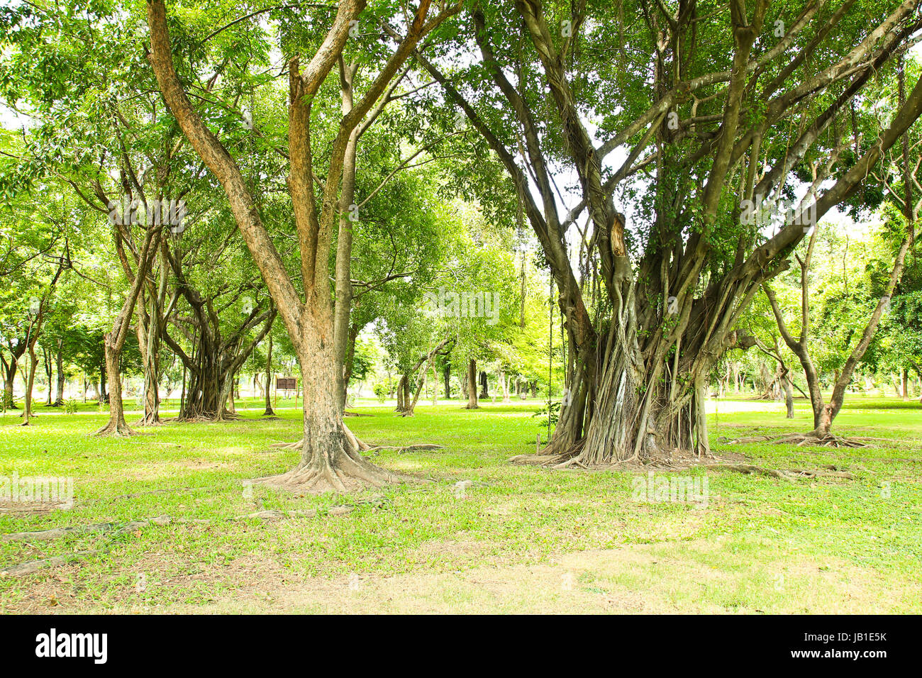 Green trees in park Stock Photo - Alamy