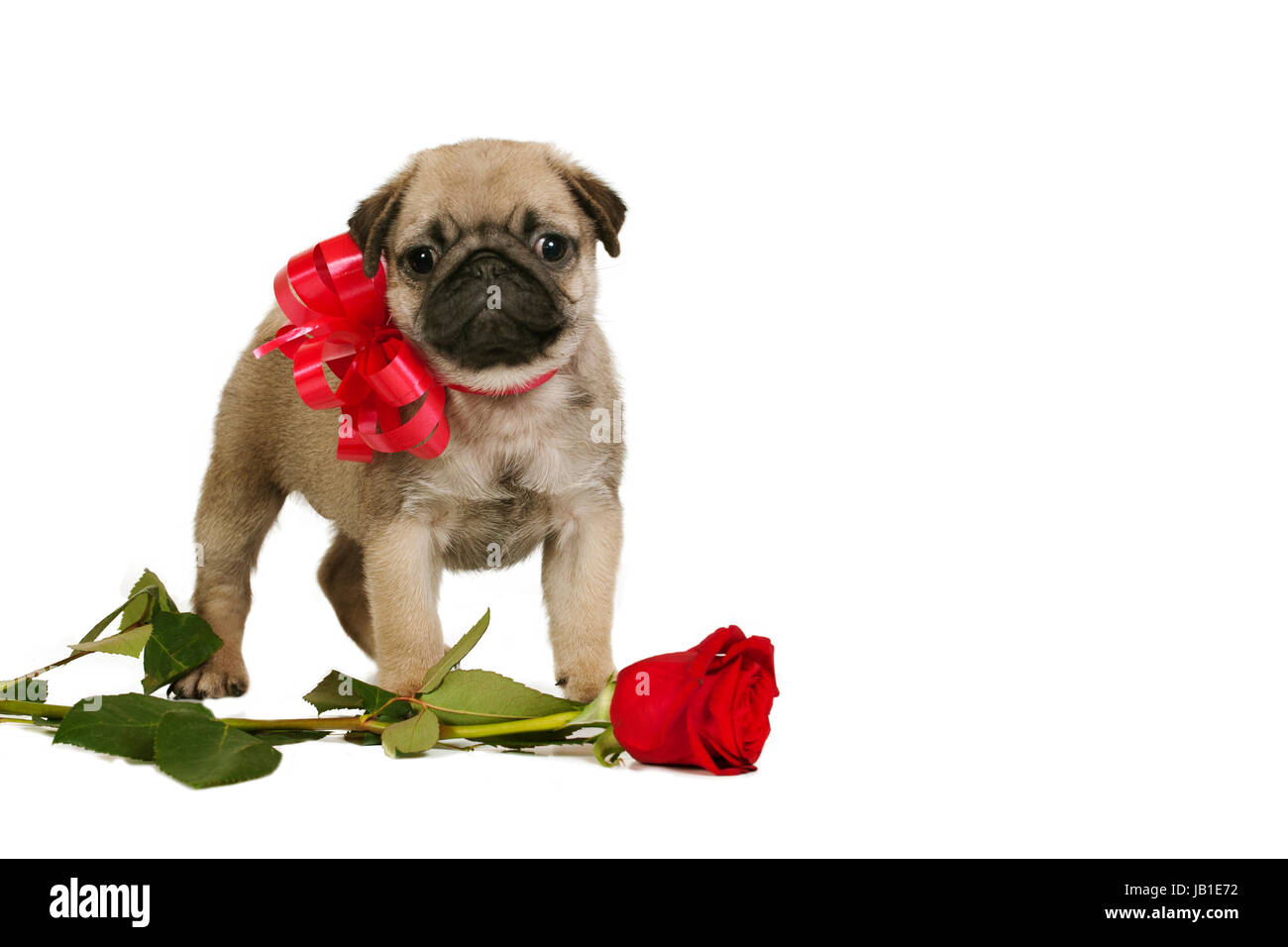 bow for puppy present