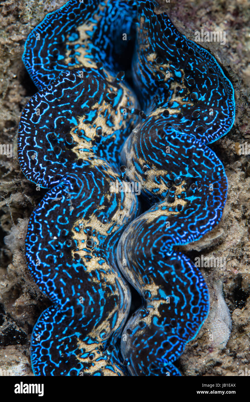 A giant clam (Tridacna maxima) grows on a coral reef in Komodo National Park, Indonesia. This area is known for its spectacular marine biodiversity. Stock Photo