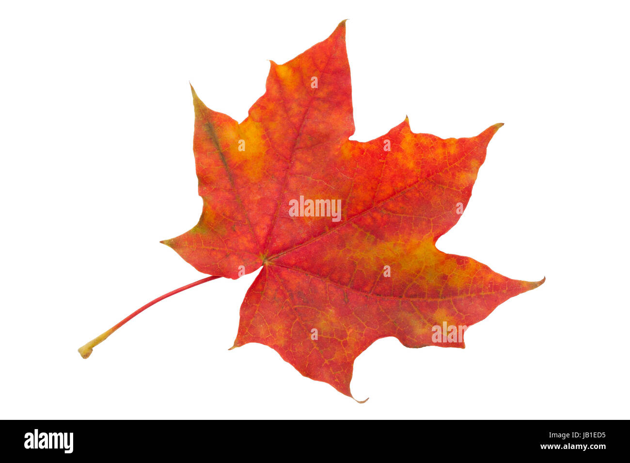 Beautiful maple leaf isolated on white background Stock Photo - Alamy