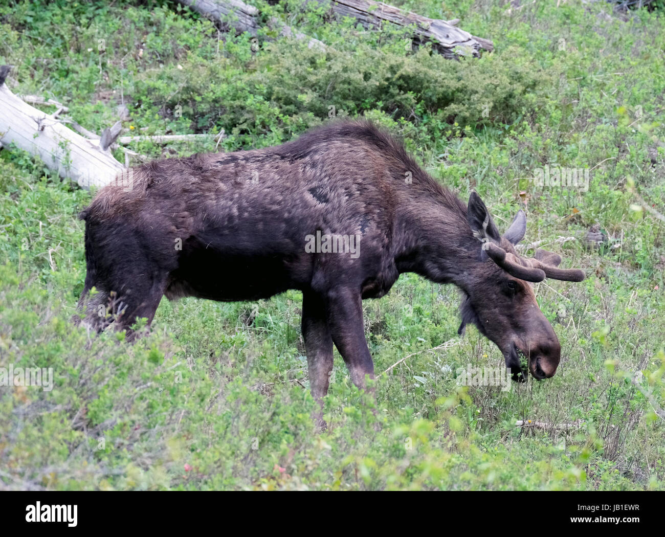 Moose (Alces alces) in early summer, Yellowstone National Park, Wyoming, USA Stock Photo