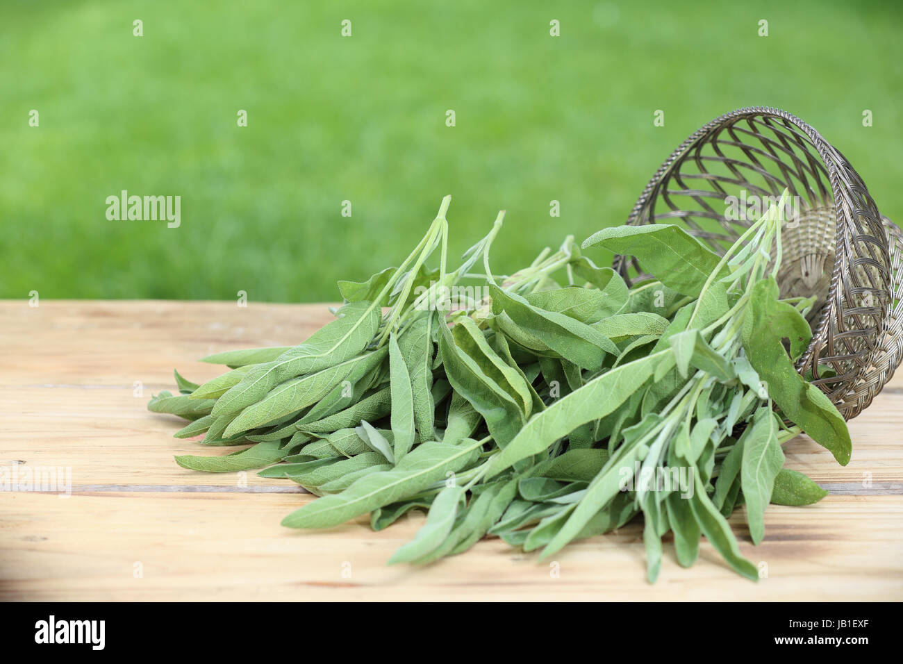 Sprigs of fresh sage tumbling out of a basket on a wooden garden table, used as an aromatic flavouring and seasoning in cooking Stock Photo