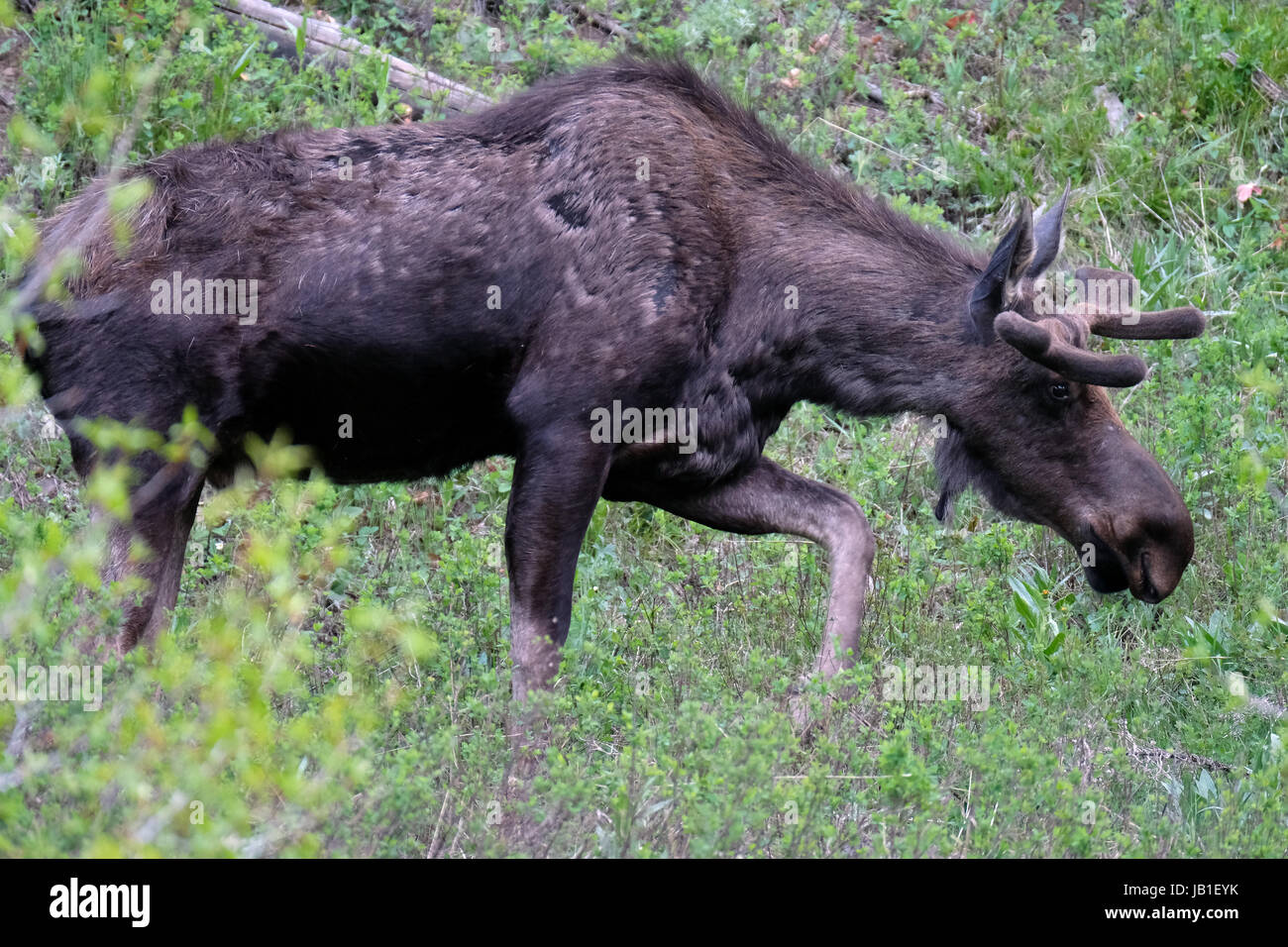 Moose (Alces alces) in early summer, Yellowstone National Park, Wyoming, USA Stock Photo