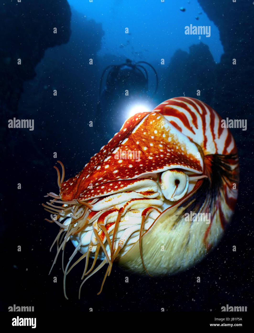 Nautilus Pompilius Stock Photos Nautilus Pompilius Stock Images Alamy