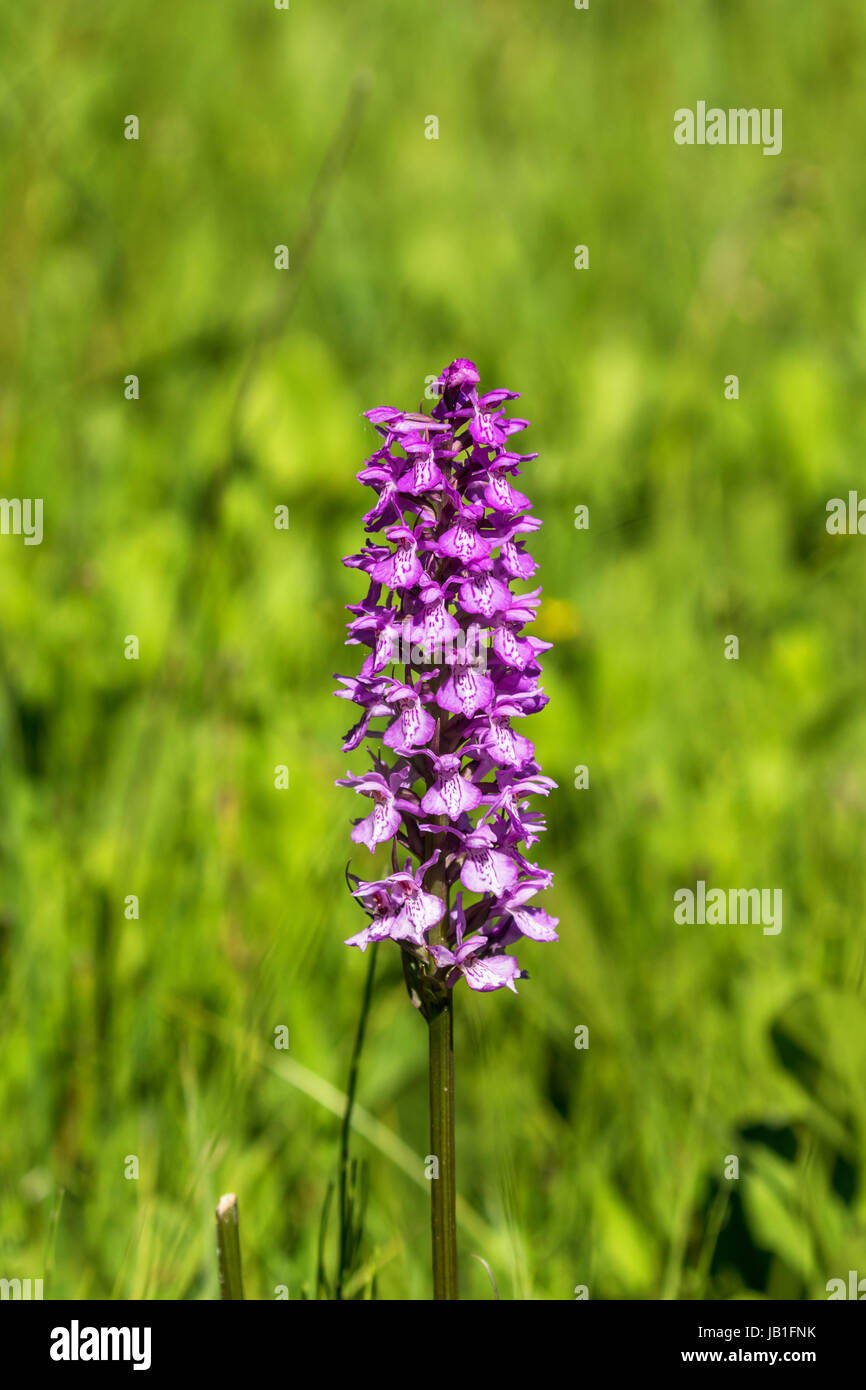 Western marsh orchid that blooms on a meadow Stock Photo