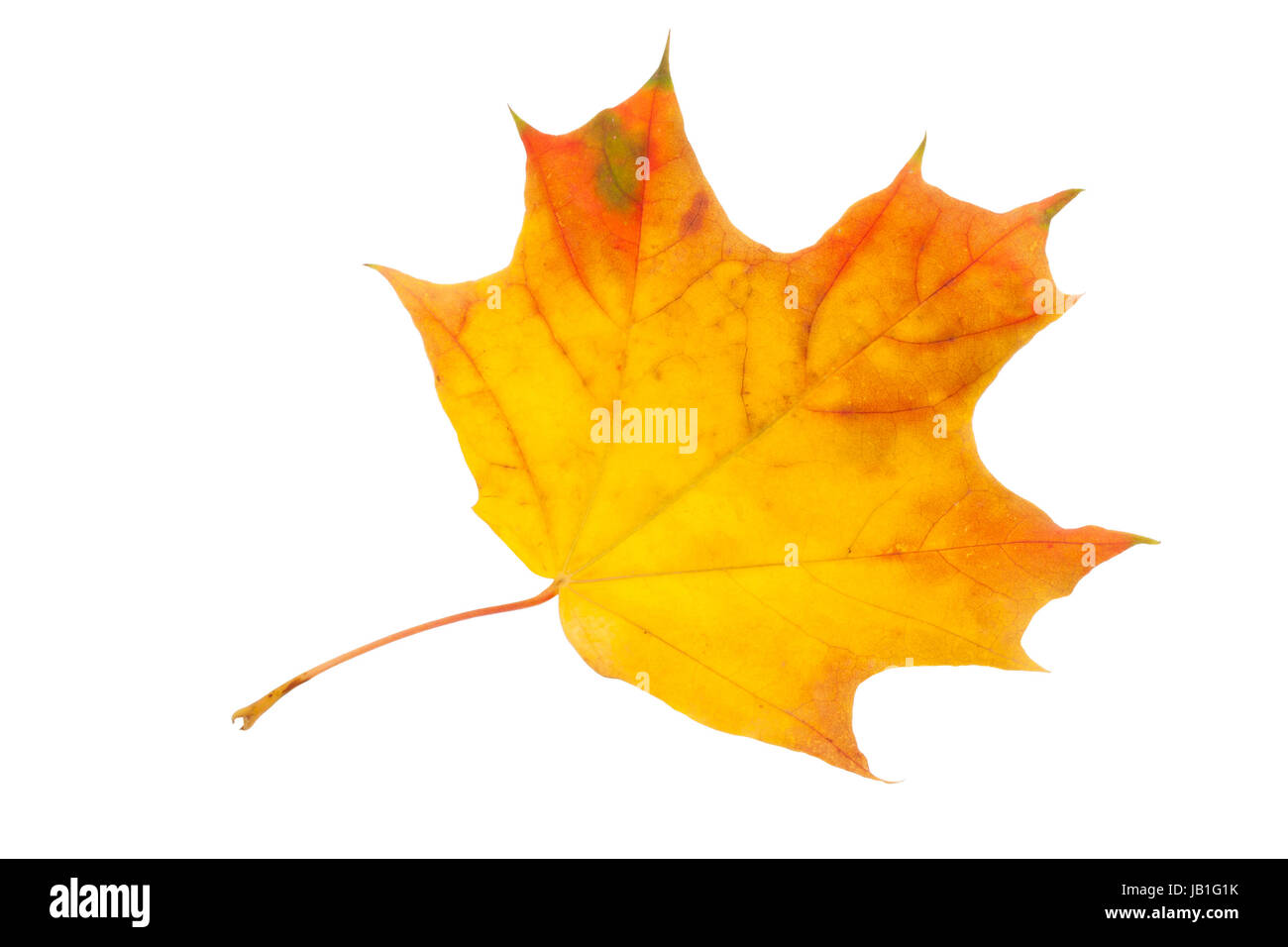 Beautiful maple leaf isolated on white background Stock Photo - Alamy